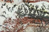 Colorful Slab of Dendrites On Limestone - Utah #133270-2